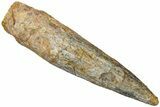 Bargain, Fossil Spinosaurus Tooth - Real Dinosaur Tooth #310849-1